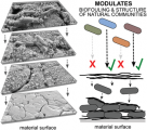 Natural Microbial Communities Can Be Manipulated by Artificially Constructed Biofilms