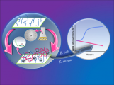 Original antifouling strategy : Polypropylene films modified with chitosan‐coated silver nanoparticles