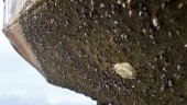 Time to Rethink the Challenge of Global Biofouling