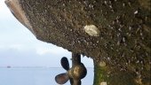When do "High Tech" and "Low Tech" Antifouling Coatings Work Best ? - The Maritime Executive